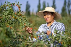 新时代中国调研行之看区域·西部篇丨这