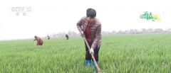 无人机帮力高效田管 但愿的郊野由“汗水