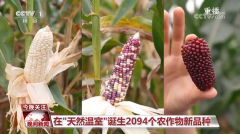 <b>黑紫色玉米、棕色秋葵……你见过的、没</b>