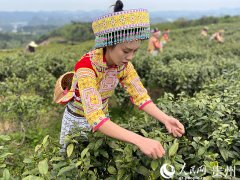 本年一季度贵州农林牧渔业总产值83731亿