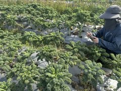 <b>高纤维、低热量！惠阳平潭这种蔬菜都是</b>